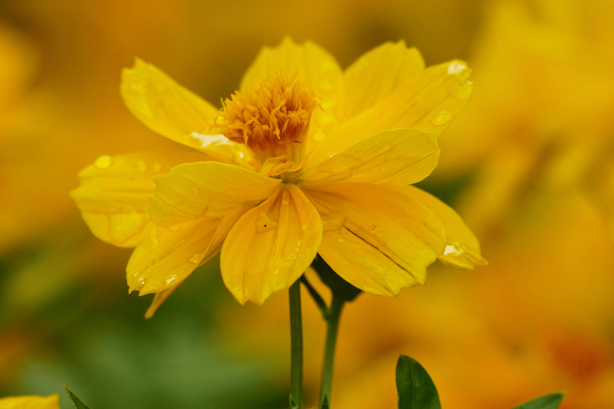 Sulphur cosmos (Cosmos sulphureus).png